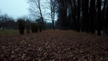 Sonbahar sonu. Parktaki eski yapraklar