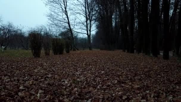 Podzim Staré Listy Parku — Stock video