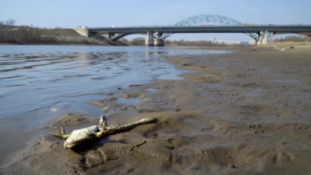 Desastre Ecológico Río Fauna Muerta — Vídeos de Stock