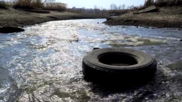 Ökologische Katastrophe Auf Dem Fluss Tote Fauna — Stockvideo