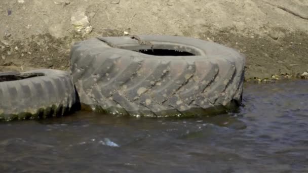Nehirde Ekolojik Bir Felaket Ölü Hayvan — Stok video