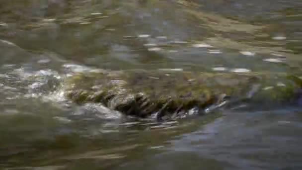 水の流れが速い 強い電流 — ストック動画