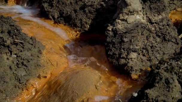 Désastre Écologique Sur Rivière Faune Morte — Video