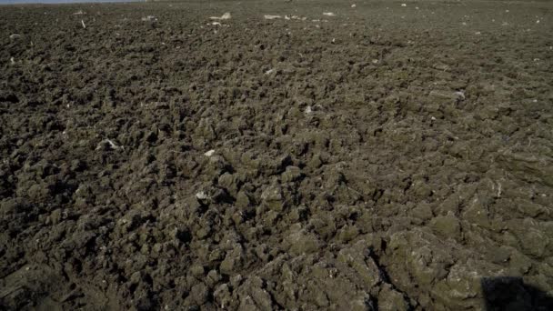 Textura Solo Preto Terra Seca — Vídeo de Stock