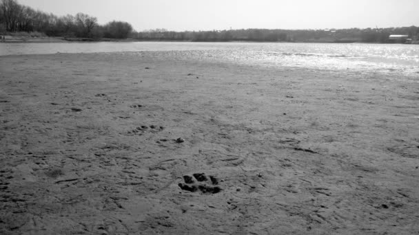 Fußabdrücke Sand Ufer Des Flusses — Stockvideo