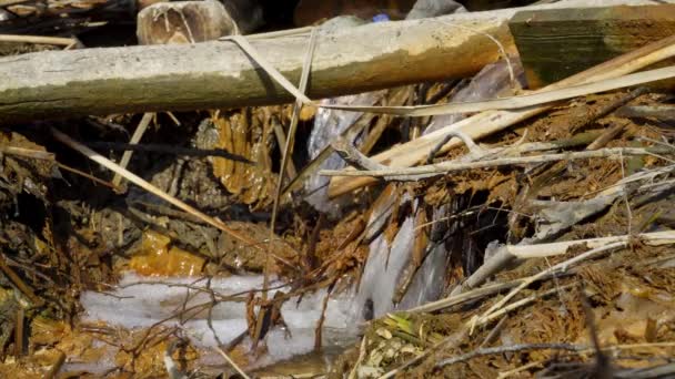 désastre écologique sur la rivière. faune morte 