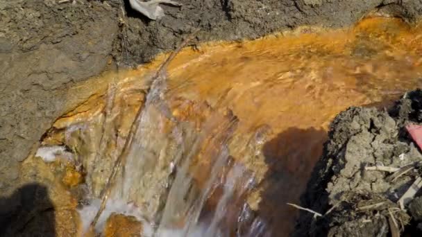 Екологічна Катастрофа Річці Мертва Фауна — стокове відео