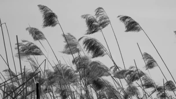 Gelbes Schilf Beugt Den Wind — Stockvideo