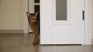 Aydınlık bir odada Habeş kedisi