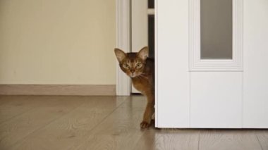 Aydınlık bir odada Habeş kedisi