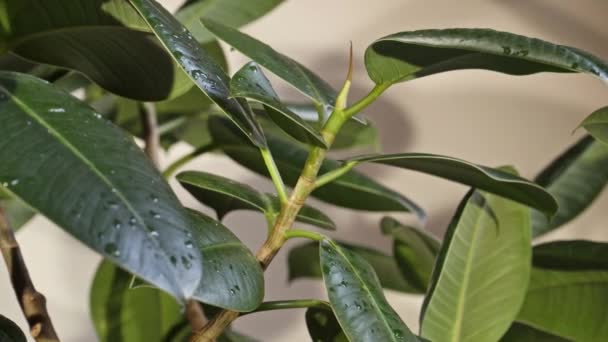 Groene Bladeren Van Ficus Waterdruppels — Stockvideo