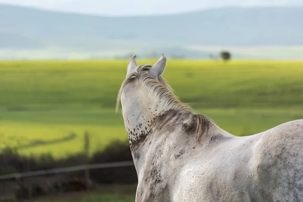 Gri atı tarlalara kulak