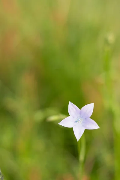 Bir tarlada leylak kır çiçeği 