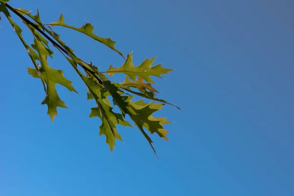 Meşe mavi bir gökyüzünde bırakır