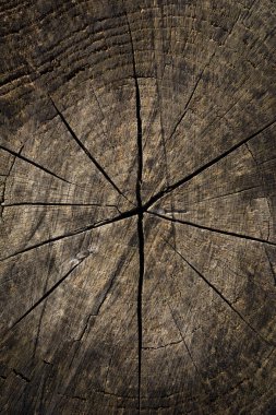 Eski yarma ağaç kütüğünün yakın çekim