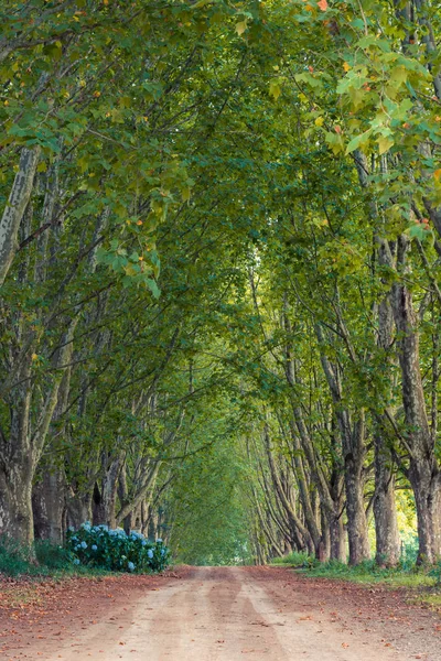 Çınar ağaçları ile kaplı Lane