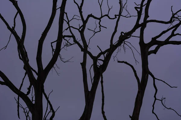 Karamsar sisli gökyüzüne karşı ölü ağaç