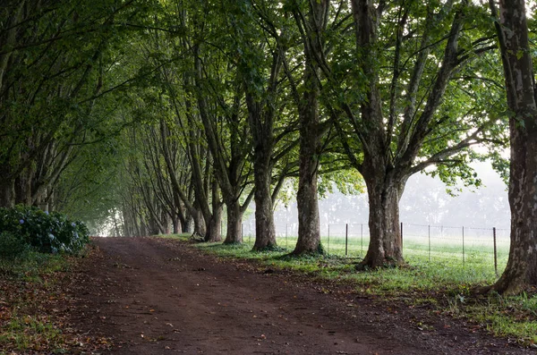 Lane lined by plane trees to form tunnel — Stock Photo, Image