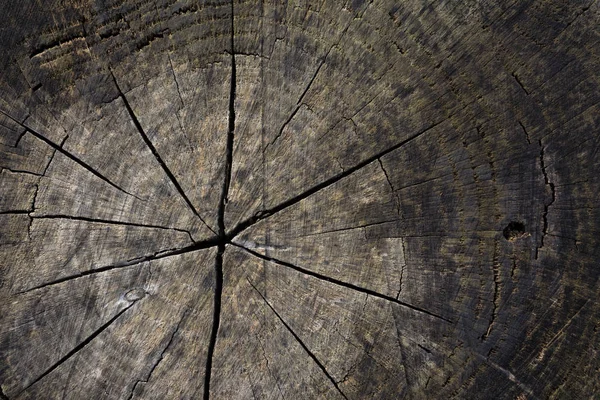 Eski yarma ağaç kütüğünün yakın çekim