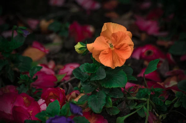 Çiçek Yatağında Turuncu Pansies — Stok fotoğraf