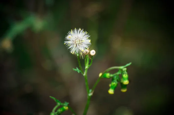 Senecio Vulgaris Faded Plant Seeds New Buds Flower Bed — Stok fotoğraf