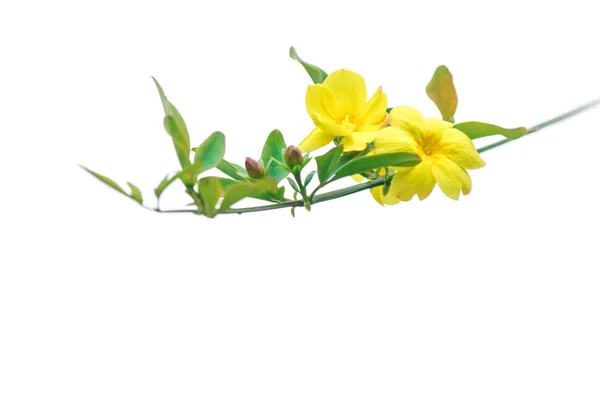 Gelbe Blume Auf Einem Zweig Eines Baumbusches Auf Weißem Hintergrund — Stockfoto