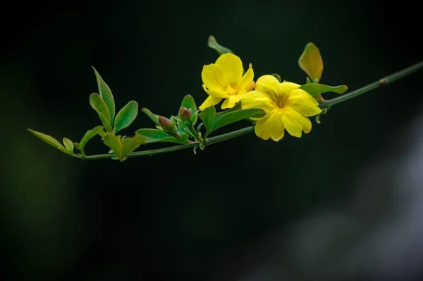 Gelbe Blume Auf Einem Zweig Eines Baumbusches Auf Schwarzem Hintergrund — Stockfoto