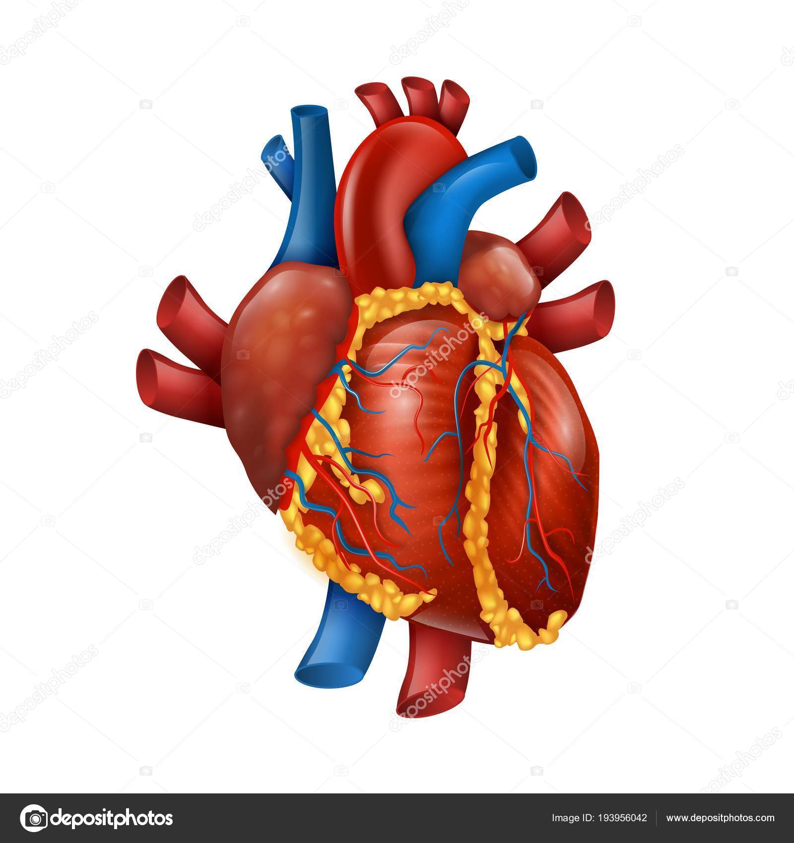 healthy human heart diagram