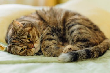 Şirin kedi yatakta yatıyordu. Sarı gözlü İngiliz ve gür bıyıklı doğurmak