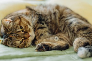 Şirin kedi yatakta yatıyordu. Sarı gözlü İngiliz ve gür bıyıklı doğurmak