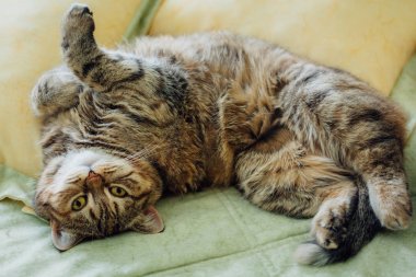 Şirin kedi yatakta yatıyordu. Sarı gözlü İngiliz ve gür bıyıklı doğurmak