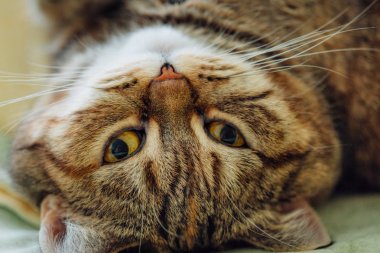 Şirin kedi yatakta yatıyordu. Sarı gözlü İngiliz ve gür bıyıklı doğurmak