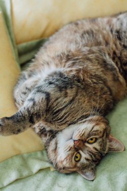 Şirin kedi yatakta yatıyordu. Sarı gözlü İngiliz ve gür bıyıklı doğurmak