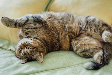 Şirin kedi yatakta yatıyordu. Sarı gözlü İngiliz ve gür bıyıklı doğurmak