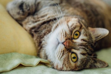 Şirin kedi yatakta yatıyordu. Sarı gözlü İngiliz ve gür bıyıklı doğurmak