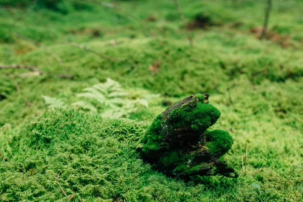 Moss Forest Floor Eco Concept — Stock Photo, Image