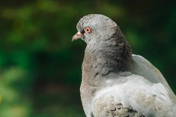 비둘기의 사진입니다 비둘기 — 스톡 사진