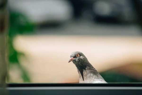 Pombo Feral Curioso Olhando Para Janela Pomba Cidade — Fotografia de Stock