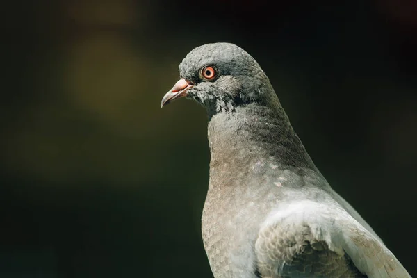 Zbliżenie Zdjęcie Dzikich Gołębi City Dove — Zdjęcie stockowe