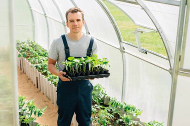 Yakışıklı neşeli genç bahçıvanla genel ayakta fideleri sera içinde. Neşeli çiftçi portresi.