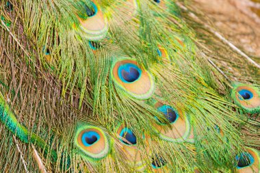 Güzel tavus kuşunun portresi. Renkli tüylü bir kuş..