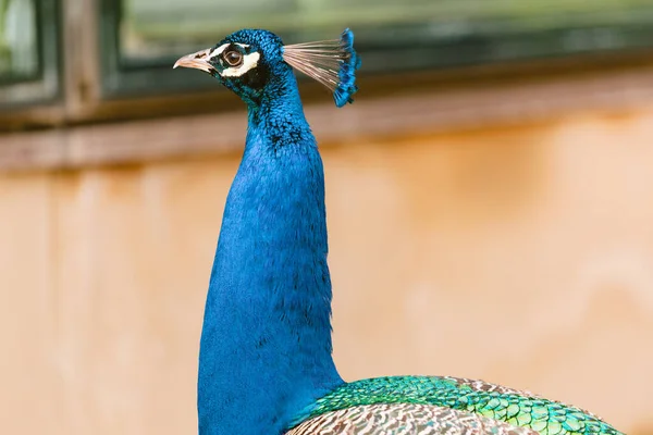 Porträt Des Schönen Pfaus Vogel Mit Bunten Federn — Stockfoto