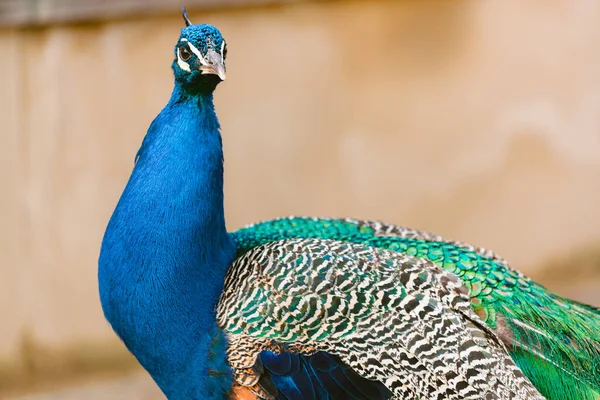 Портрет Красивого Павлина Птица Разноцветными Перьями — стоковое фото