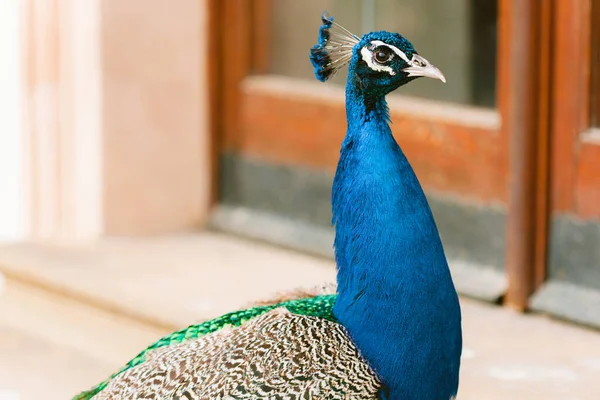 Портрет Красивого Павлина Птица Разноцветными Перьями — стоковое фото