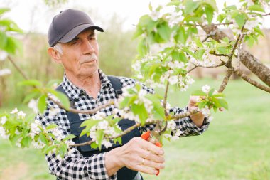 Kıdemli bahçıvan çiçek açan ağaçla çalışıyor. Bahçede şapkalı yaşlı bir adam..