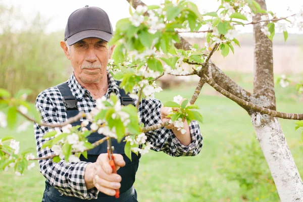 Jardinero Senior Trabajando Con Árbol Floreciente Viejo Con Gorra General — Foto de Stock