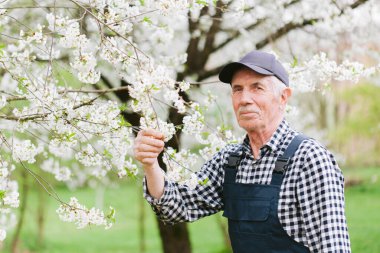 Kıdemli bahçıvan çiçek açan ağaçla çalışıyor. Şapkalı ve bahçeli yaşlı bir adam. Yaşlanmış işçinin portresi