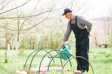 Bahçeyi sulayan kıdemli bahçıvan. Şapkalı yaşlı bir adam. Yaşlı işçi.
