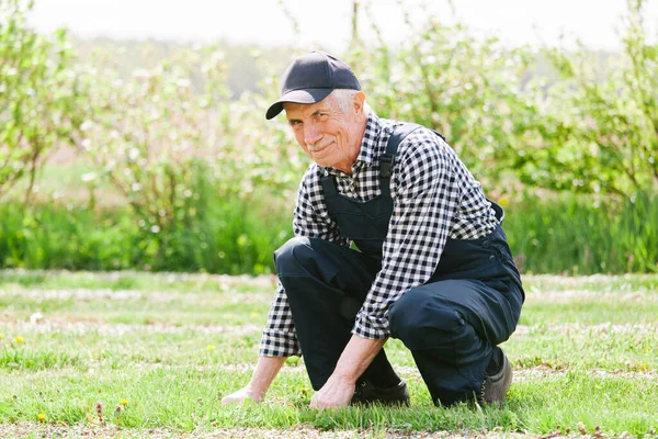 Senior Gärtner Arbeitet Gartenbeet Alter Mann Overall Und Baseballkappe Alter Stockbild