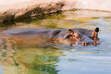 Sudaki su aygırı. Nehirde Afrika Hippopotamusu